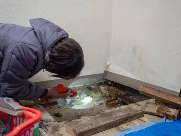 Best Forensic Mold Investigation  in Dumas, AR