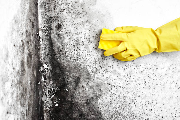 Best Air Quality Testing for Mold Spores  in Dumas, AR