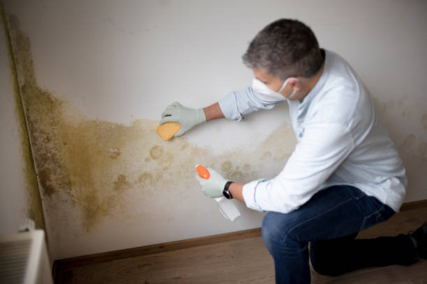 Best Mold Odor Removal Services  in Dumas, AR